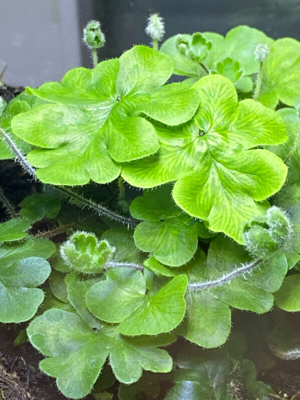 Doryopteris cordifolia, fougère, plante d'intérieur, terrarium, Paris 19e (75)