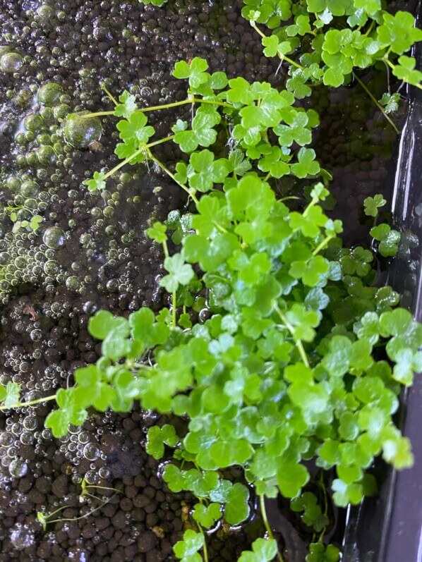 Hydrocotyle tripartita 'Mini', aquaterrarium, Paris 19e (75)