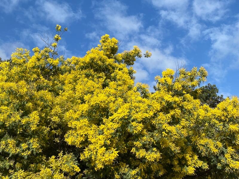 Mimosa, Jardin des plantes, Paris 5e (75)