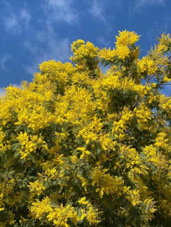 Mimosa, Jardin des plantes, Paris 5e (75)