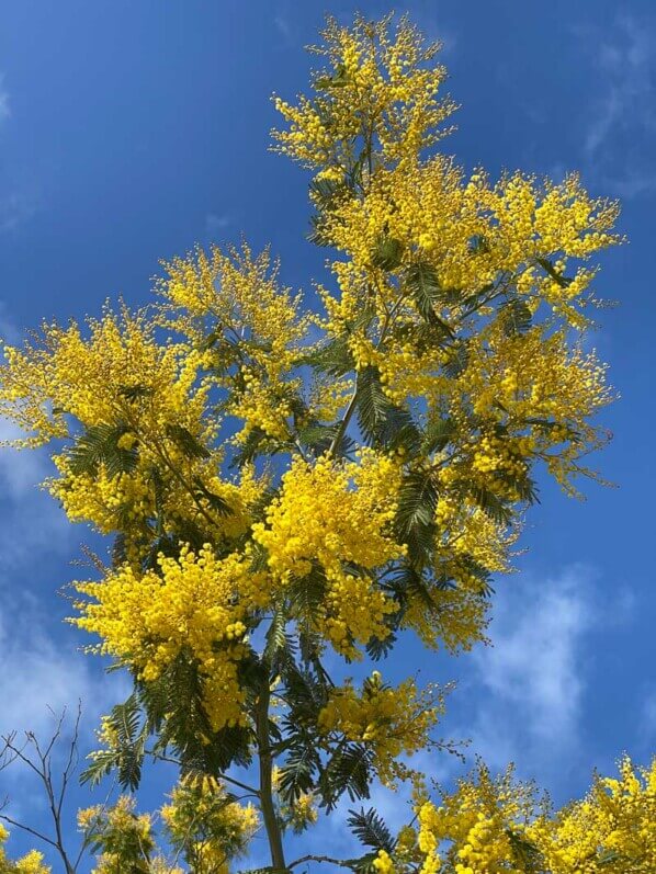 Mimosa, Jardin des plantes, Paris 5e (75)