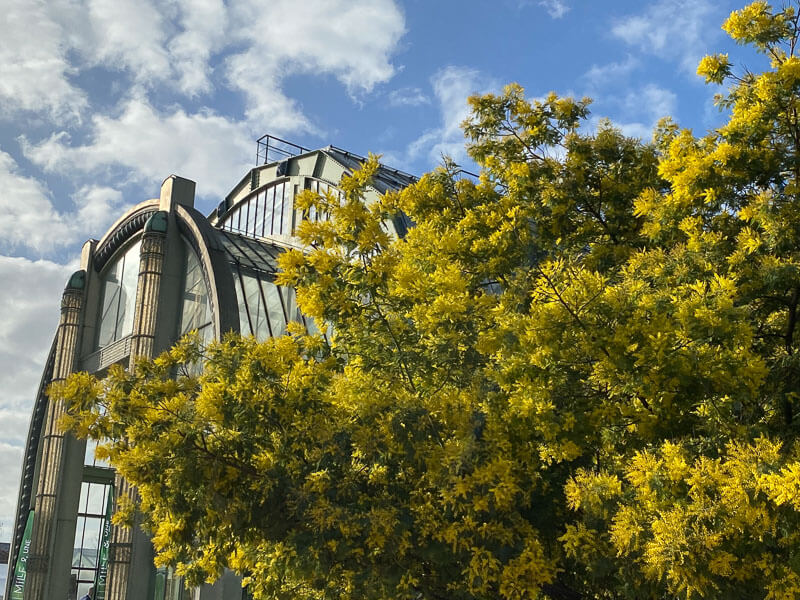 Mimosa, Jardin des plantes, Paris 5e (75)