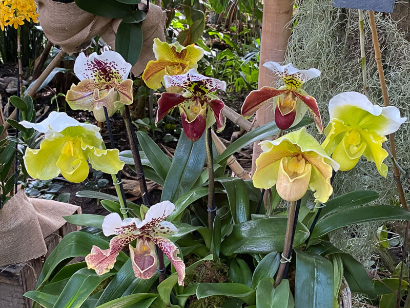 Paphiopedilum hybrides, orchidées, exposition Mille et une orchidées, Les Orchidées du Val d'Yerre, Jardin des plantes, Paris 5e (75)