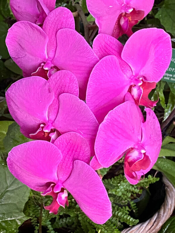 Phalaenopsis, exposition Mille et une orchidées, Jardin des plantes, Paris 5e (75)