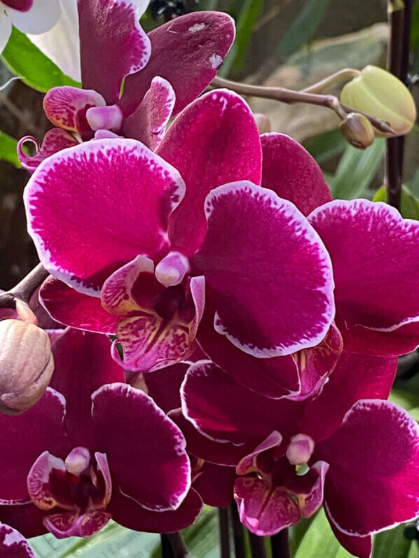 Phalaenopsis, exposition Mille et une orchidées, Jardin des plantes, Paris 5e (75)