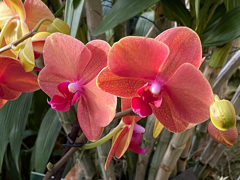 Phalaenopsis, exposition Mille et une orchidées, Jardin des plantes, Paris 5e (75)