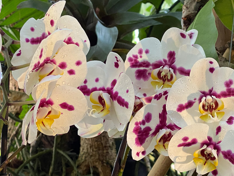 Phalaenopsis, exposition Mille et une orchidées, Jardin des plantes, Paris 5e (75)