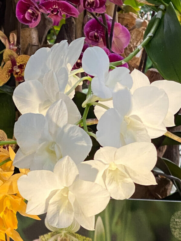 Phalaenopsis, exposition Mille et une orchidées, Jardin des plantes, Paris 5e (75)