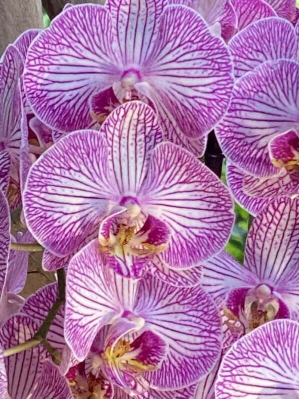 Phalaenopsis, exposition Mille et une orchidées, Jardin des plantes, Paris 5e (75)