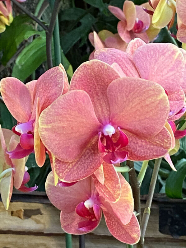 Phalaenopsis, exposition Mille et une orchidées, Jardin des plantes, Paris 5e (75)