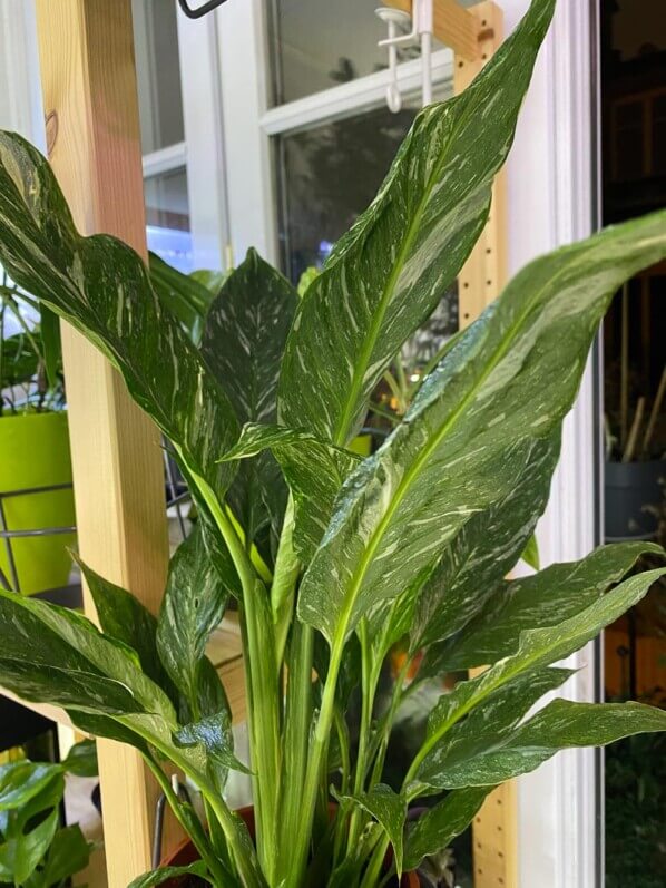 Spathiphyllum Diamond, Araceae, plante d'intérieur, Paris 19e (75)