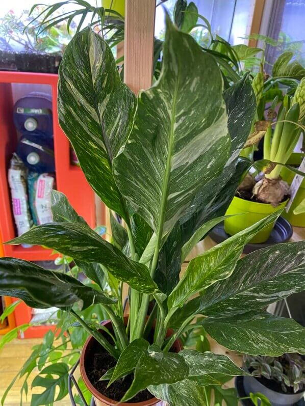 Lire la suite à propos de l’article Spathiphyllum Diamond Variegata