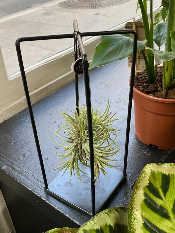 Support pour Tillandsia, La Belle Plante, Paris 18e (75)