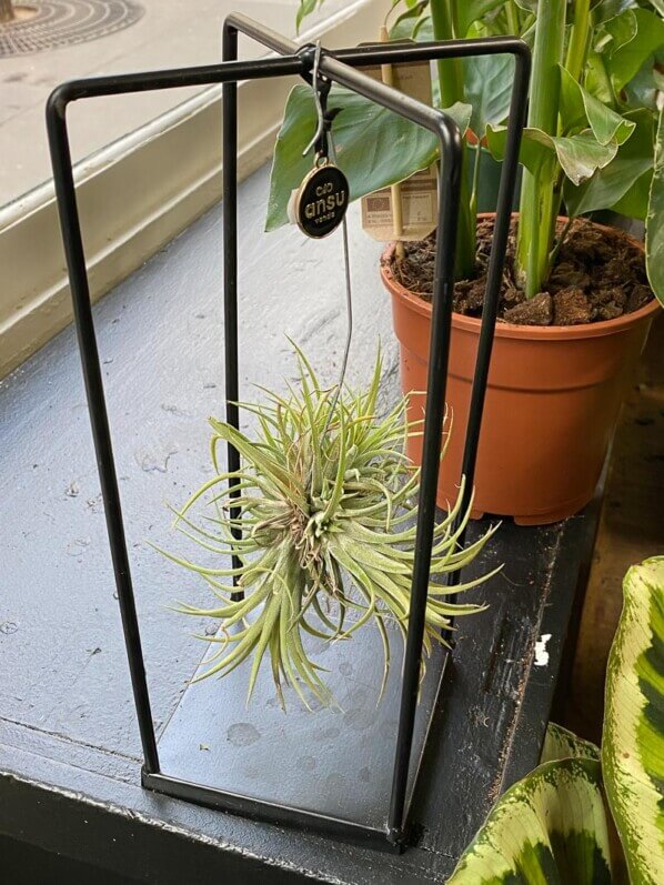 Support pour Tillandsia, La Belle Plante, Paris 18e (75)
