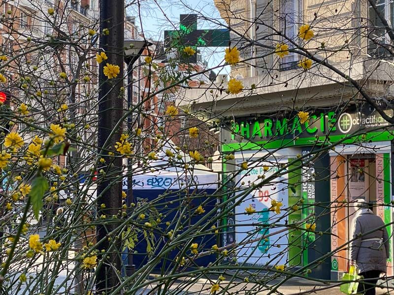 Corètes du Japon en fleurs en hiver dans Paris 11e (75)