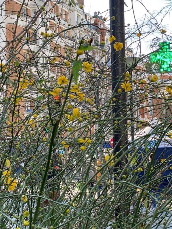 Corètes du Japon en fleurs en hiver dans Paris 11e (75)