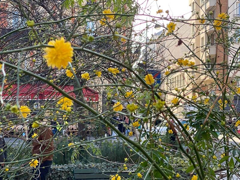 Corètes du Japon en fleurs en hiver dans Paris 11e (75)