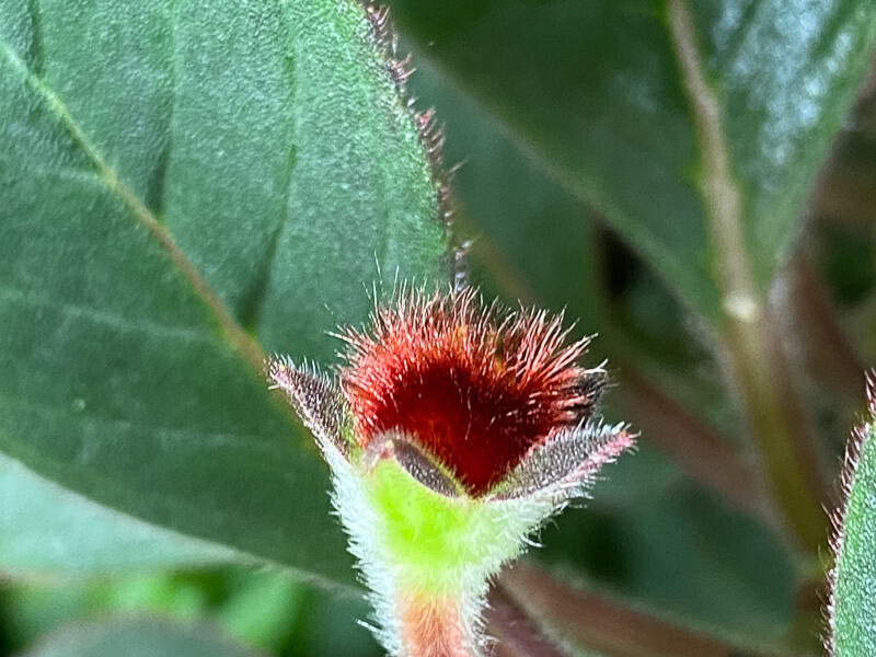 Bouton floral, Kohleria eriantha, Gesnériacées, plante d'intérieur, terrarium, Paris 19e (75)