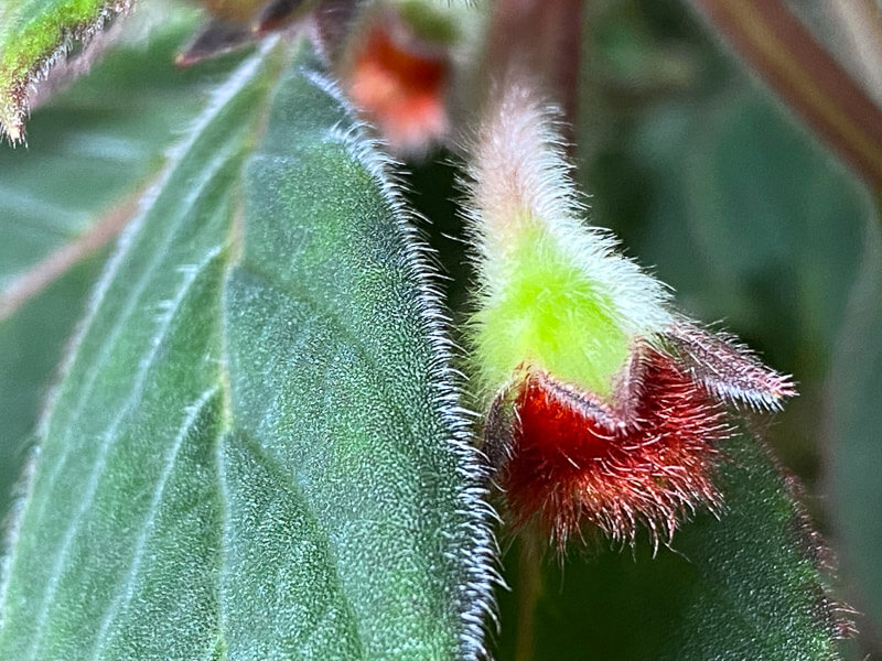 Lire la suite à propos de l’article Le bouton floral tout poilu de Kohleria eriantha (Gesnériacées)