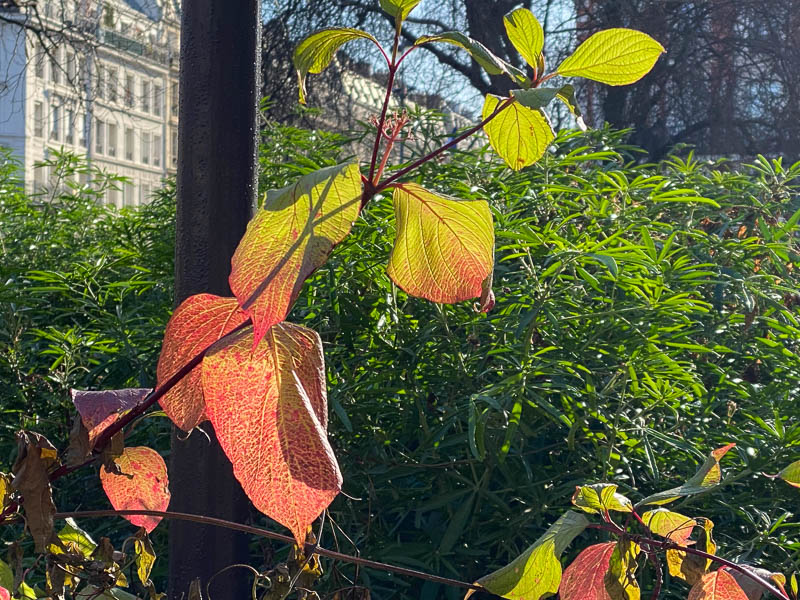 Cornouiller (Cornus) en hiver dans Paris 11e (75)