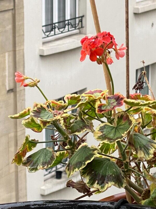 Pelargonium fleuri en hiver sur mon balcon parisien, Paris 19e (75)