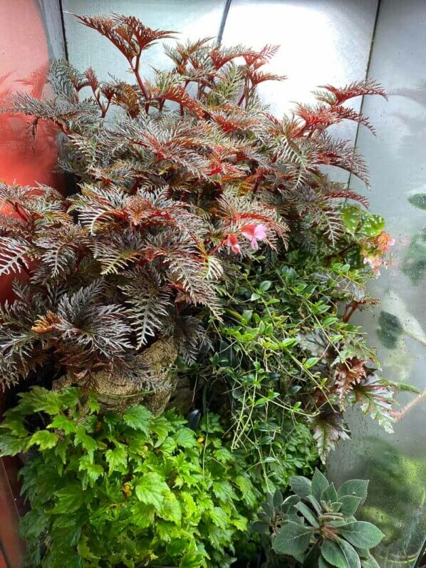 Begonia bipinnatifida, Bégoniacées, plante d'intérieur, terrarium, Paris 19e (75)