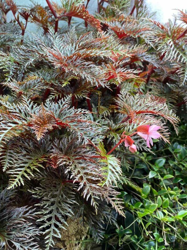 Begonia bipinnatifida, Bégoniacées, plante d'intérieur, terrarium, Paris 19e (75)