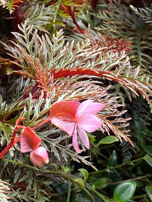 Begonia bipinnatifida, Bégoniacées, plante d'intérieur, terrarium, Paris 19e (75)