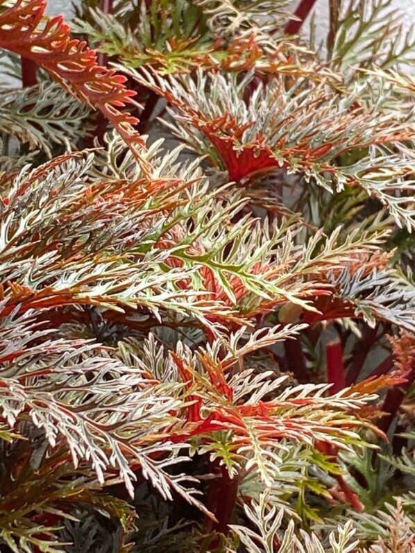 Begonia bipinnatifida, Bégoniacées, plante d'intérieur, terrarium, Paris 19e (75)