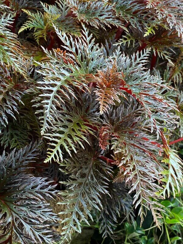 Begonia bipinnatifida, Bégoniacées, plante d'intérieur, terrarium, Paris 19e (75)
