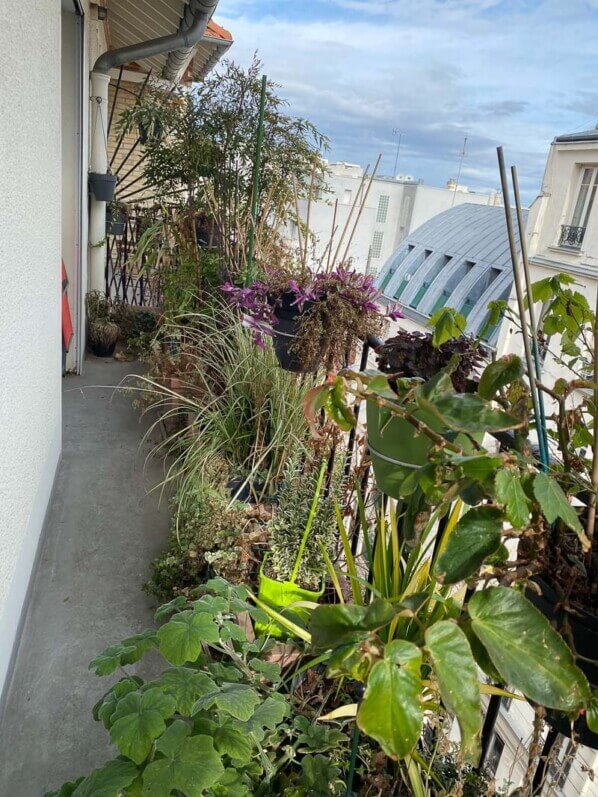 En fin d'hiver sur mon balcon parisien, Paris 19e (75)