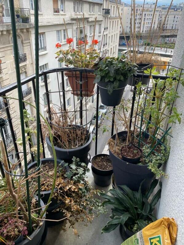 En fin d'hiver sur mon balcon parisien, Paris 19e (75)