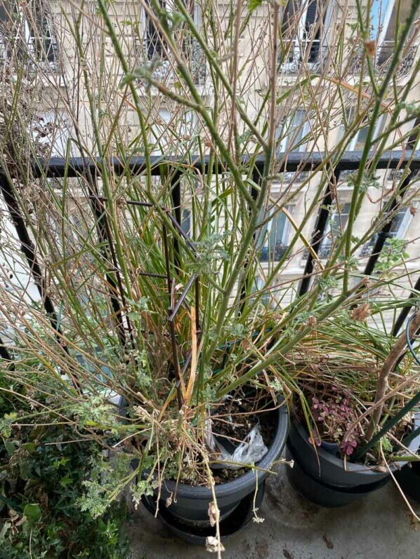 En fin d'hiver sur mon balcon parisien, Paris 19e (75)