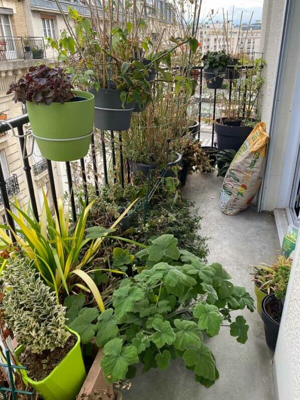 Lire la suite à propos de l’article Mon balcon parisien en fin d’hiver