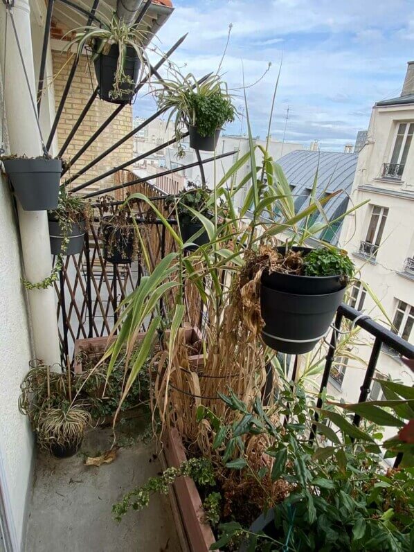 En fin d'hiver sur mon balcon parisien, Paris 19e (75)