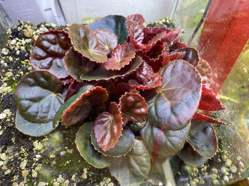 Semis de Begonia nurii Red, plante d'intérieur, terrarium, Paris 19e (75)