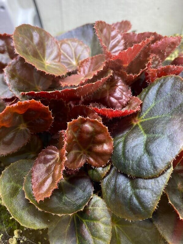 Semis de Begonia nurii Red, plante d'intérieur, terrarium, Paris 19e (75)