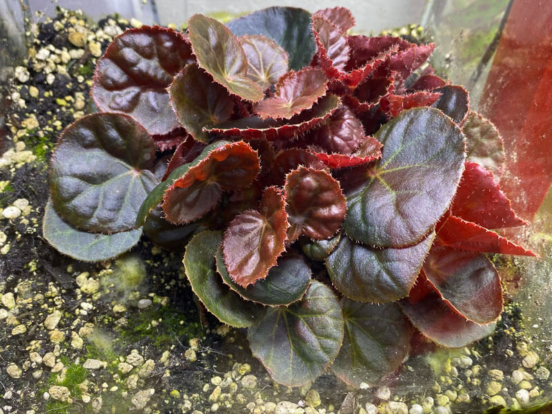 Semis de Begonia nurii Red, plante d'intérieur, terrarium, Paris 19e (75)