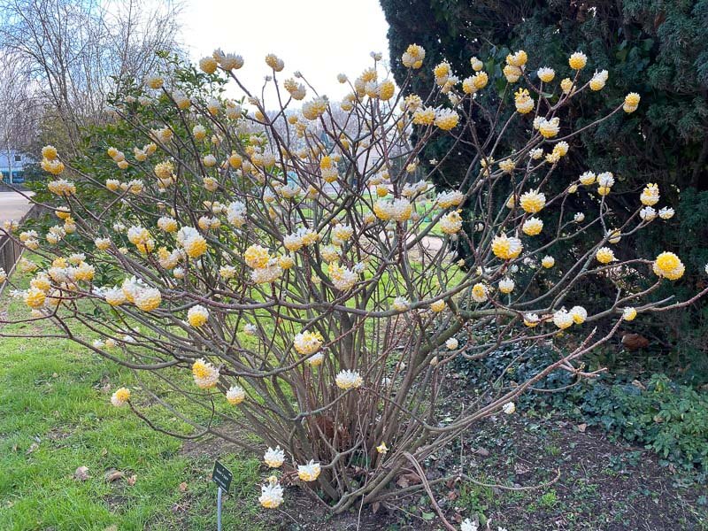 Buisson à papier, Edgeworthia chrysantha, floraison hivernale, Jardin des plantes, Paris 5e (75)