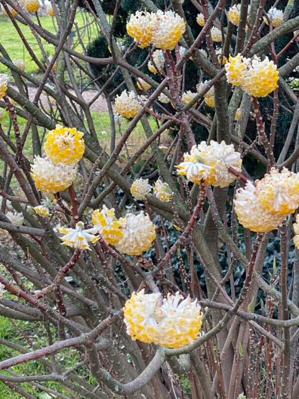 Buisson à papier, Edgeworthia chrysantha, floraison hivernale, Jardin des plantes, Paris 5e (75)