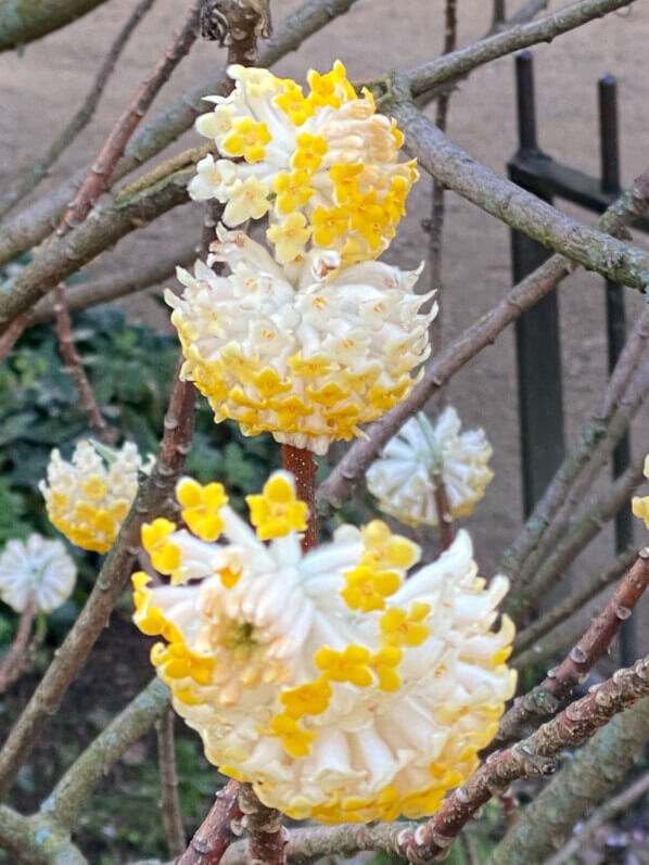 Buisson à papier, Edgeworthia chrysantha, floraison hivernale, Jardin des plantes, Paris 5e (75)