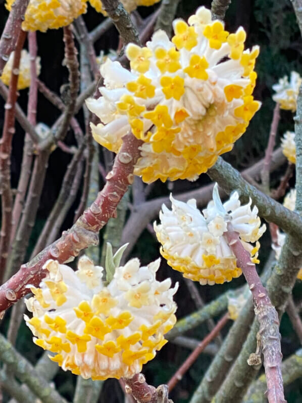 Buisson à papier, Edgeworthia chrysantha, floraison hivernale, Jardin des plantes, Paris 5e (75)