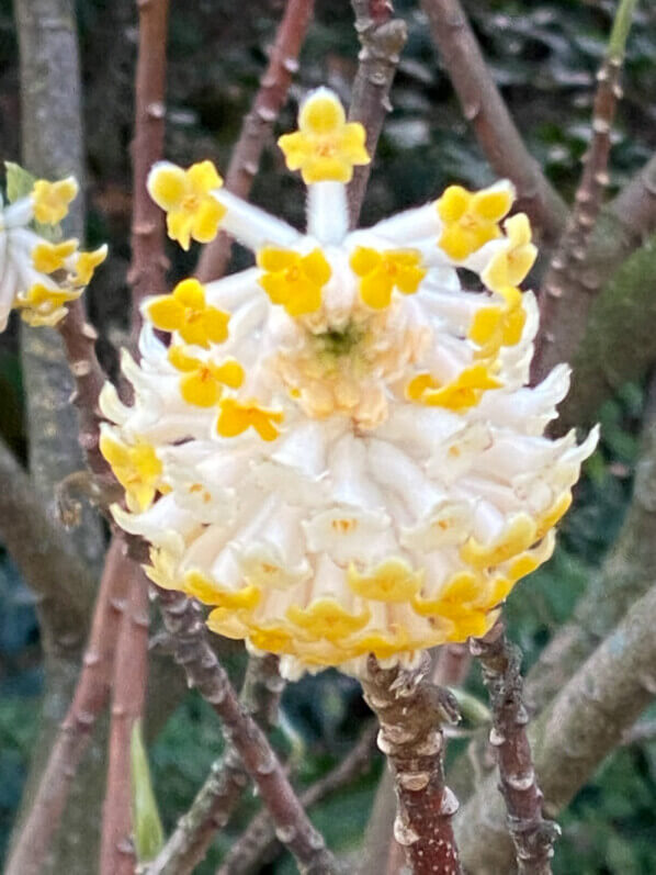 Buisson à papier, Edgeworthia chrysantha, floraison hivernale, Jardin des plantes, Paris 5e (75)