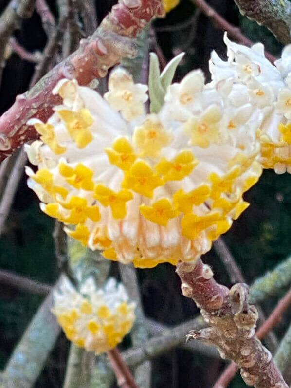 Buisson à papier, Edgeworthia chrysantha, floraison hivernale, Jardin des plantes, Paris 5e (75)