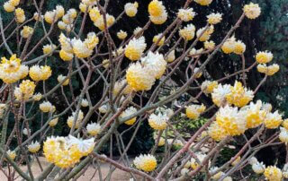 Buisson à papier, Edgeworthia chrysantha, floraison hivernale, Jardin des plantes, Paris 5e (75)