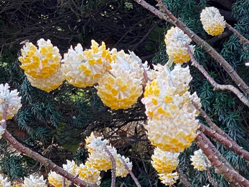 Buisson à papier, Edgeworthia chrysantha, floraison hivernale, Jardin des plantes, Paris 5e (75)