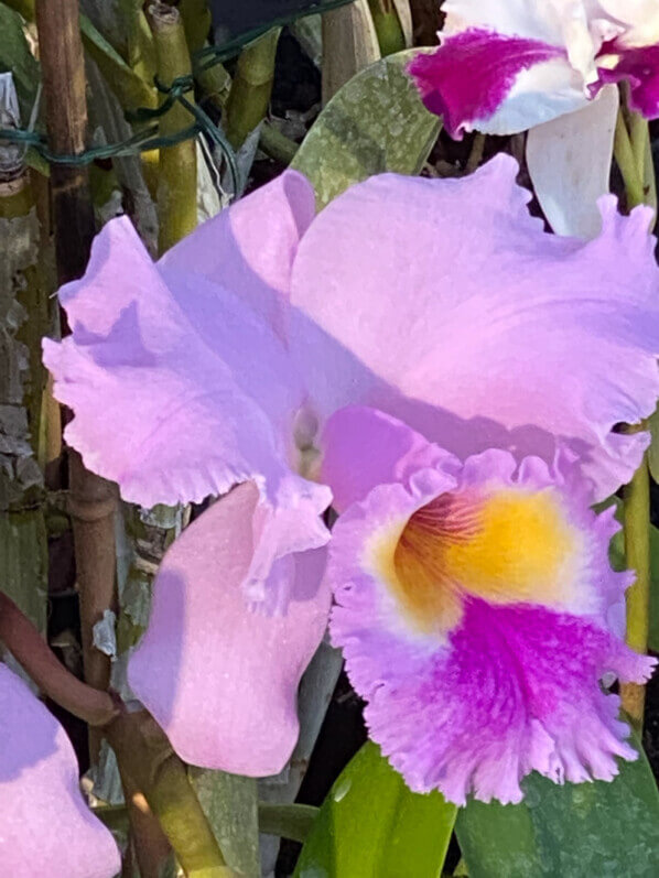 Cattleya hybride, exposition Mille et une orchidées, Jardin des plantes, Paris 5e (75)