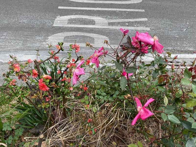 Rosier fleuri et cognassier du Japon, floraison hivernale, rue des Martyrs, Paris 9e (75)