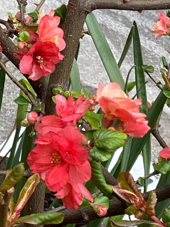 Cognassier du Japon, Chaenomeles, floraison hivernale, rue des Martyrs, Paris 9e (75)