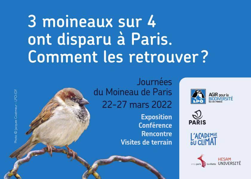 Lire la suite à propos de l’article À Paris, trois moineaux sur quatre ont disparu